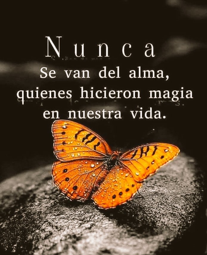 Kika748's tweet photo. 🦋🦋🦋 https://t.co/r9NeCfCajY