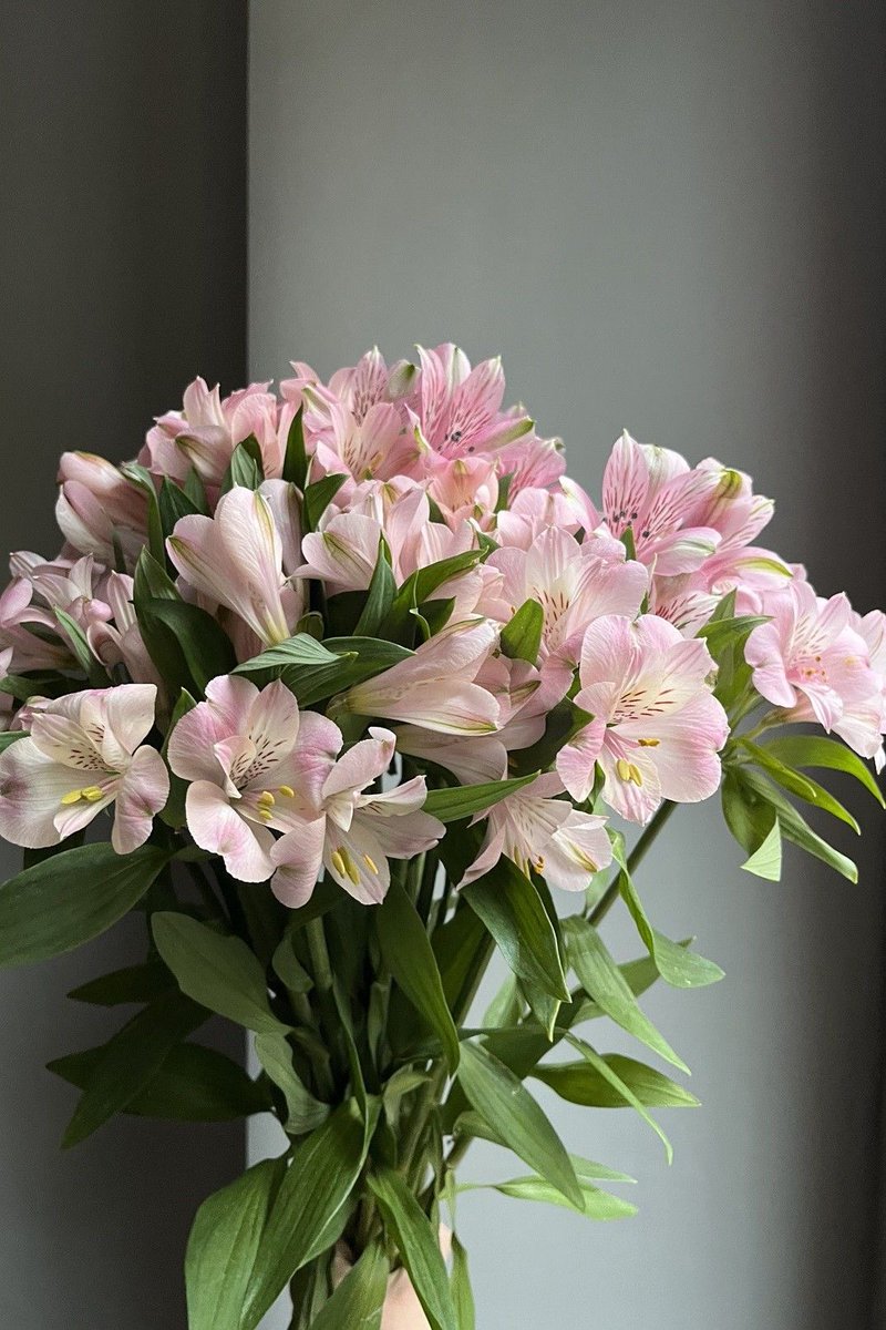 nyliava's tweet photo. “it’s just a flower”

ok and i’m just a girl https://t.co/HYT2MLjEoo