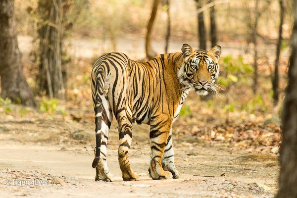 Tigers4Ever2010's tweet image. It is usual for us to have our #ThursdayThoughts on the wild #Tigers, but is it for you?