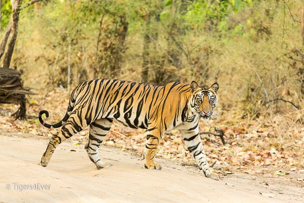 Tigers4Ever2010's tweet image. It is usual for us to have our #ThursdayThoughts on the wild #Tigers, but is it for you?