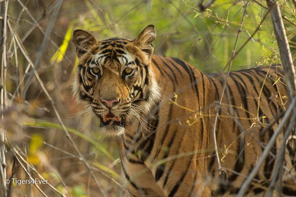 Tigers4Ever2010's tweet image. It is usual for us to have our #ThursdayThoughts on the wild #Tigers, but is it for you?