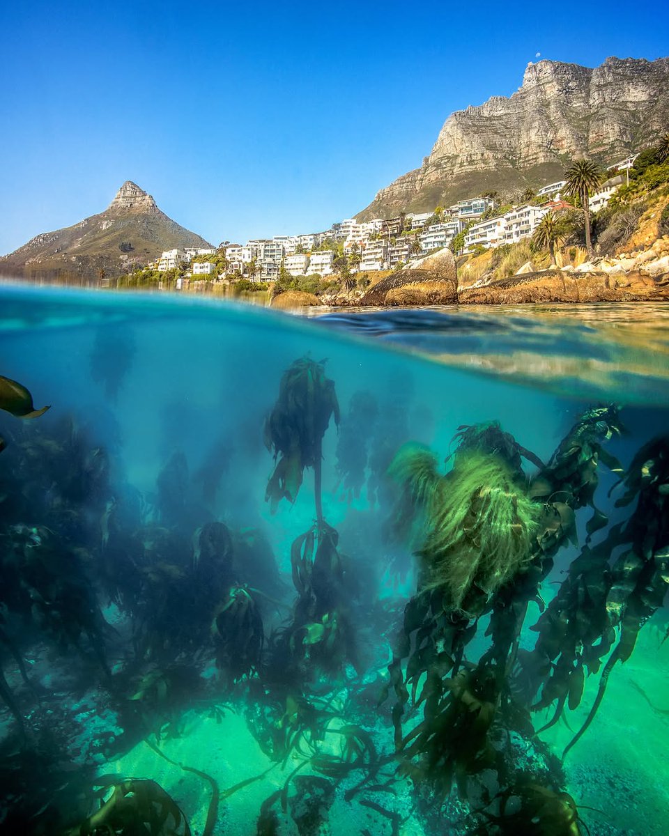 South African Tourism tweet media