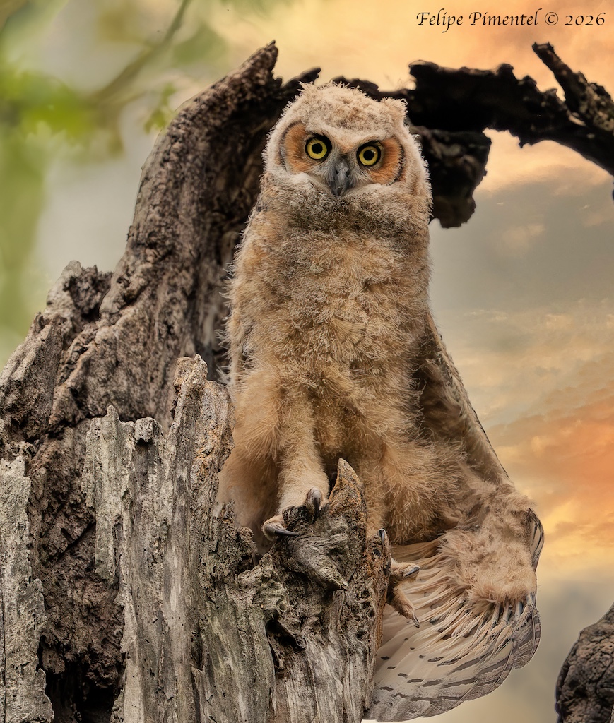 Fpimentel1954's tweet image. Great Horned Owlet (Bubo virginianus). #birdcpp #BirdsSeenIn2026 #owls #nikonphotography #wildlifephotography #birdphotography