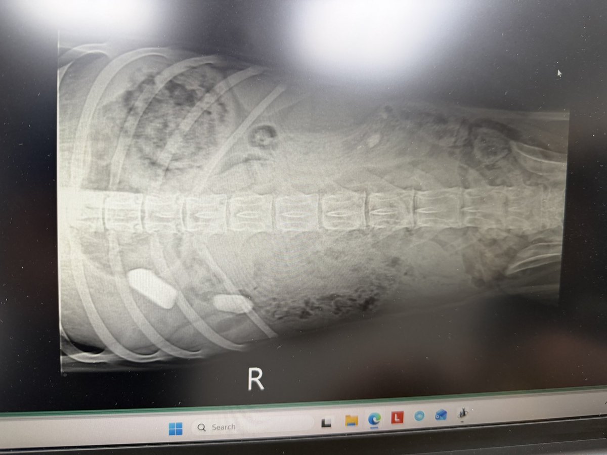 My idiot moron worthless piece of shit SIXTY FOUR POUND 6-MONTH-OLD golden retriever puppy ate not one but TWO rocks and so he needs $7,000 emergency surgery. If he survives it I am going to kill him.

Fun site announcements coming when my emotional turmoil is over, please pray.