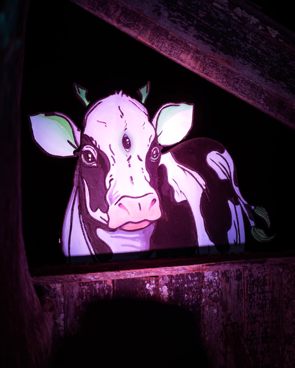 sevenstarsfest's tweet photo. Until the cows come home 🐄🐄🐄🐄🐄🐄🐄 https://t.co/jGNgurwWc4