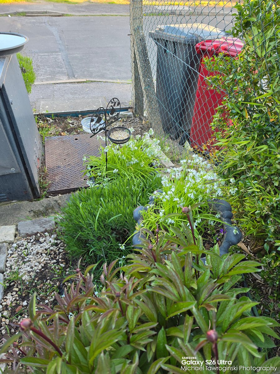 VMpropertyDIY's tweet image. Some flowers 🪷🌺🌸🏵️🪻🌼 in our garden #hangingbaskets nasz ogród🏡 @mtawroginska @ewatawroginska #agata @victortawroginski @vodafoneuk ☎️ @samsunguk📱#s26ultra