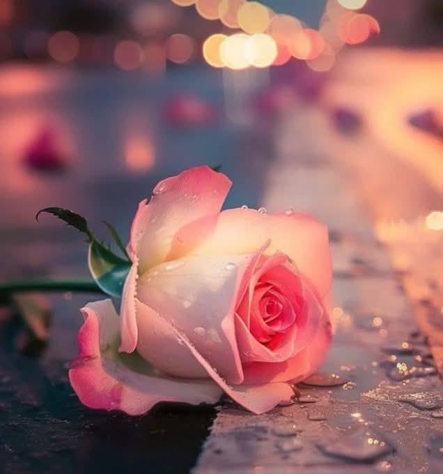 ﮼،هوى tweet media