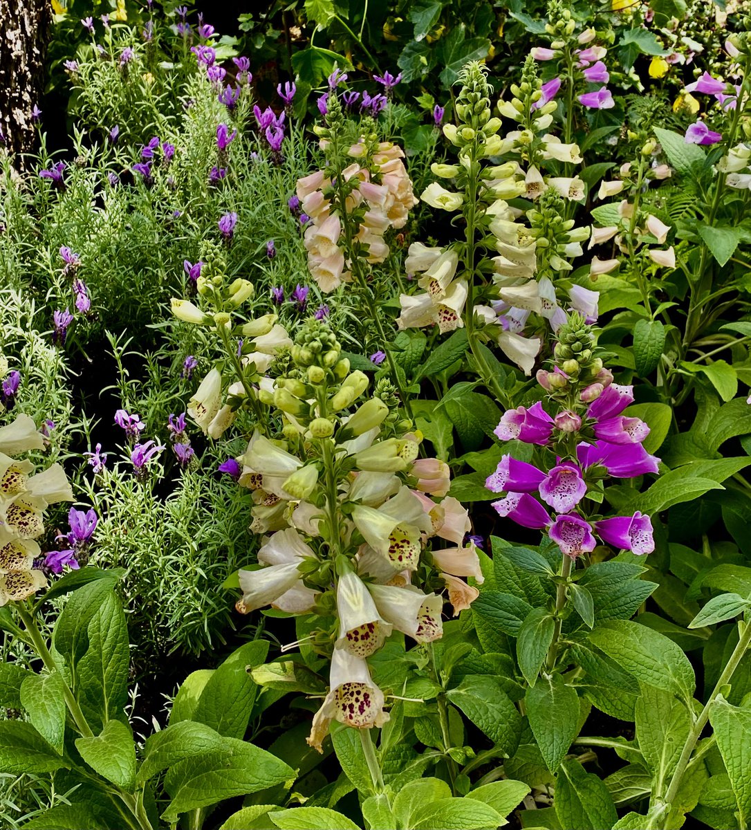 nani195's tweet image. “Son tan vivos los colores de tus flores, raro amigo, que yo a tus flores les digo “Corazones hechos flores”

#AlfredoEspino #poesia

#photography #flores #myphoto #colores