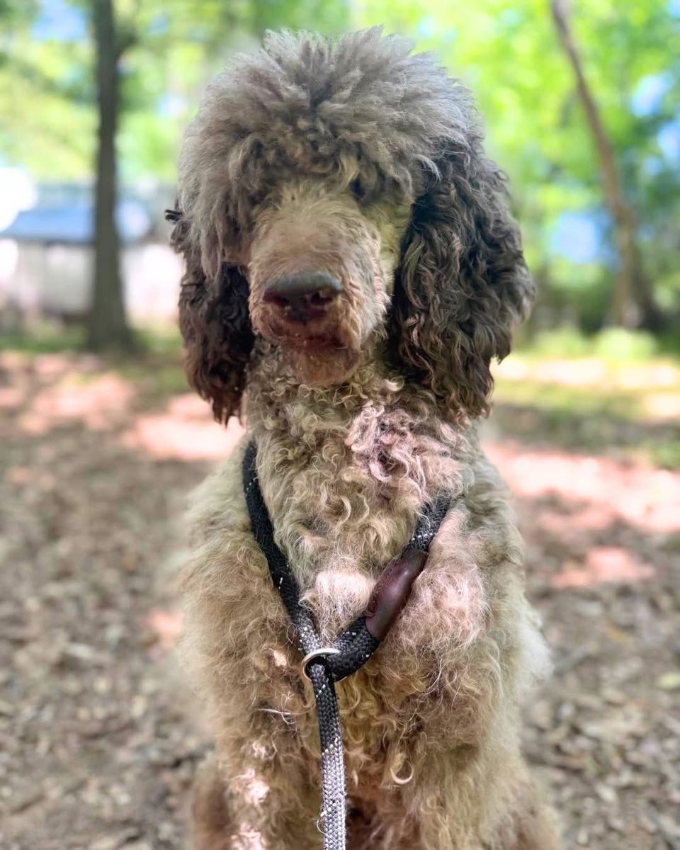 HoundsInPounds's tweet photo. 🚨 STANDARD POODLE IS SAFE: RESCUED FROM THE SHELTER, HER  LIFE SPARED, A NEW BEGINNING STARTS NOW 🚨

She is no longer behind bars.
No longer sitting in that loud, overwhelming room filled with fear and confusion. 🐾💔

She is out.
She is safe.
She is ours now.
👇 https://t.co/TXwl9gV6b8