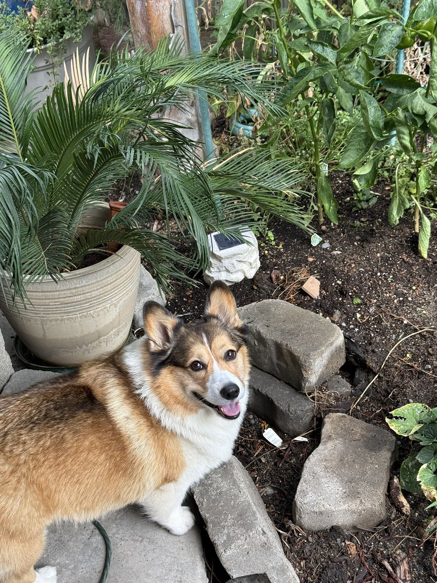 WinstonCorgiDog's tweet image. Happy Friday Corgi Dog Winston-Family!☀️🐶✌🏻 Hope You’re All Well and Having an Excellent End to the Week Furiends!💕 Peace and Blessings💌❤️ #happy #photo #friday #corgi #dog