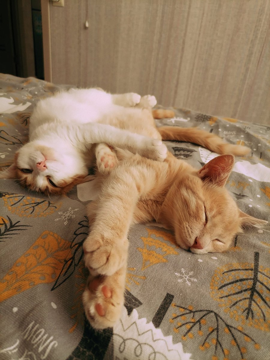 Наташа и тыковки💚☮️🌿 tweet media