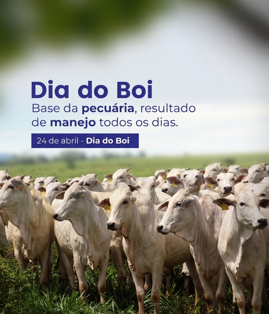 uaitrem79's tweet image. Parabéns a eles que dão meu sustento e o pão de cada dia.
🐂🐄
#Agro #Pecuaria #FarmingLife  #MaisVocê