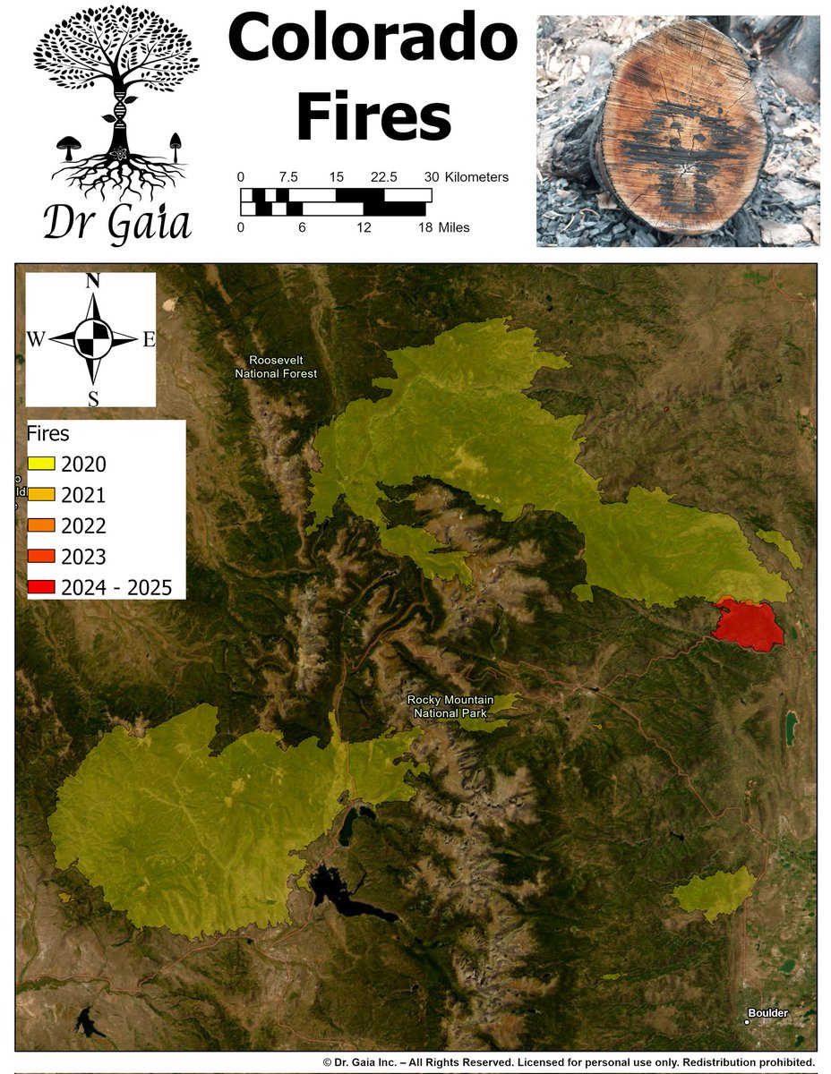 hacking_tyler's tweet image. There havent been many big fires in Coloradoover the last 6 years. This map has most of them together. Has anyone found burn morels in Colorado? 

Which state should we focus on next?

For a full guide, visit dr-gaia.com 

#morels #mushroom #colorado #fire #foraging