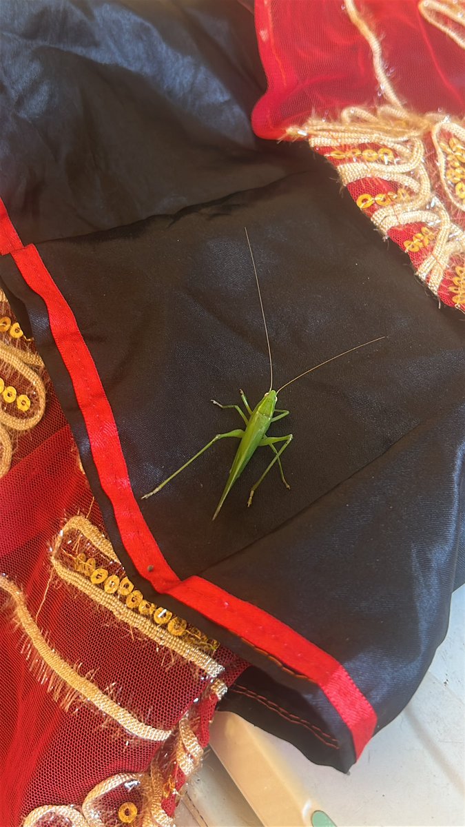 dj koalasix seis 6 tweet media