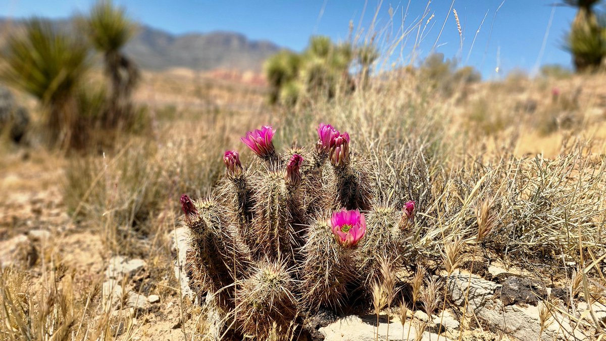 LisaW1212's tweet image. #Mojave #flowers   engelmanns Hedgehog, Indigo, cobblestone lichen, love the barrel cactus texture