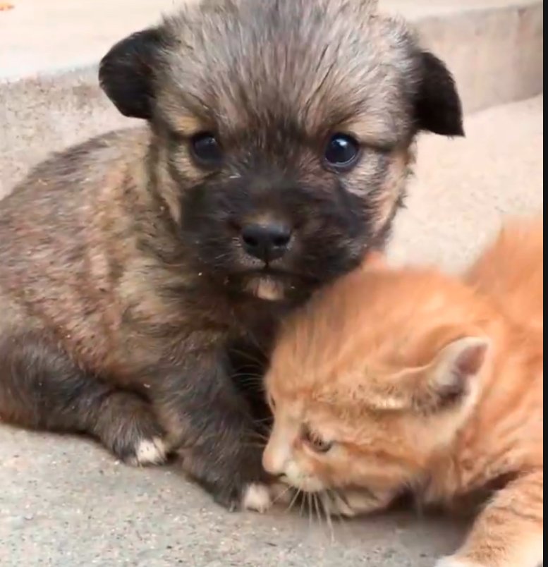 Dechen Dorjee tweet media