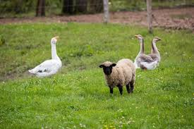 Mohammed Miah tweet media