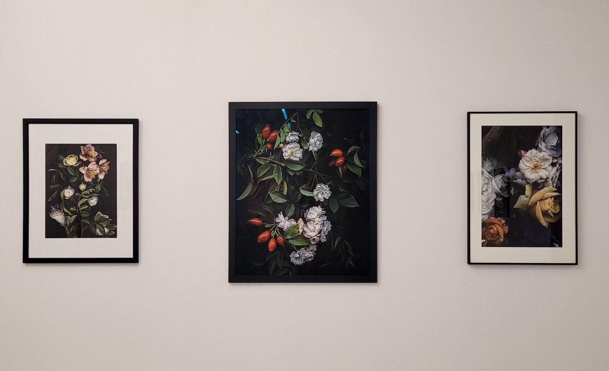 PLUGINICA's tweet photo. Come stop by our galleries and see 'Transcendence' featuring April Hickox &amp; Sheila Spence until 6PM tonight✨️ 

Like the still life paintings of the 17th century, Sheila Spence's 'Lexicon for Loss' images capture themes of the passage of time and the impermanence of life. 🥀 https://t.co/122yHu0UiL