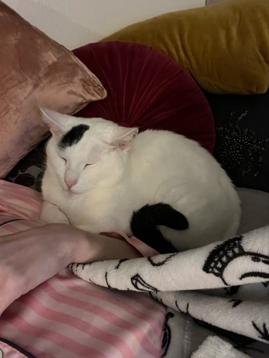 𝖗𝖔𝖗𝖞 🦇🥀✨ tweet media