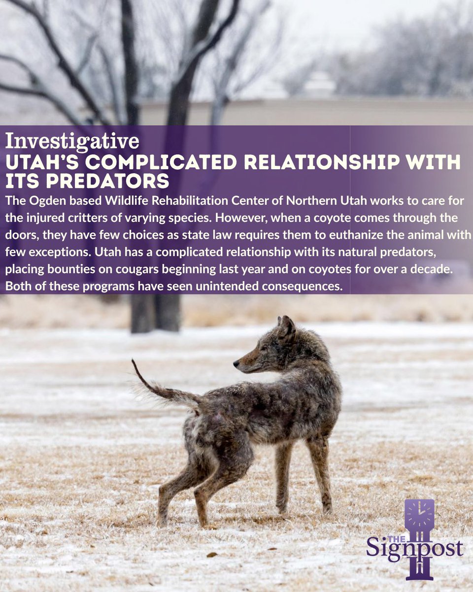 WSUSignpost's tweet photo. ⬆️ 🐺 Read the whole story on our website, the link can be found in our bio, or on our newsletter! 

✍️: Kayli Jacob | News Reporter, The Signpost
📸: Tribune News Service

#UtahNews #Wildlife #Conservation #Coyote #PredatorControl #MuleDeer #WildlifeManagement https://t.co/xm1Rb2OIcW
