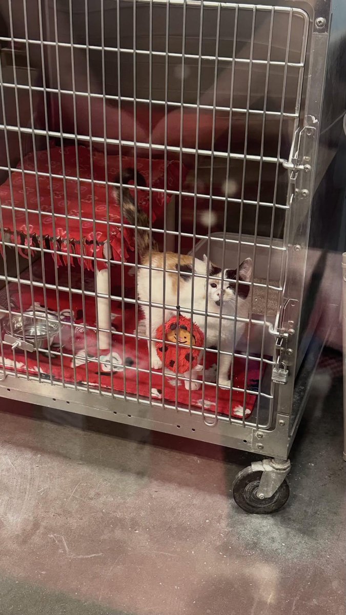 Sara Mary ⭐❤️ tweet media