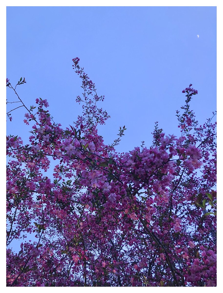 ばふぁりん tweet media