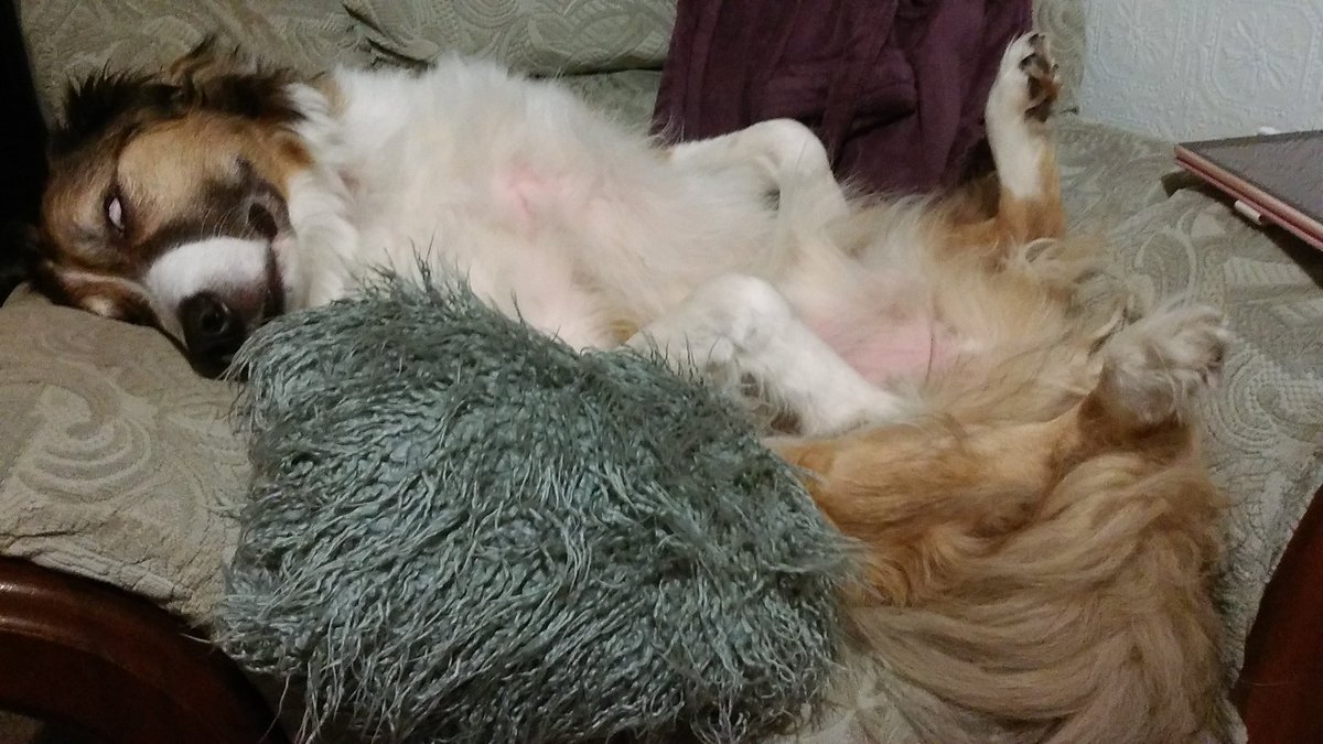 mantle_carol's tweet image. Goodnight all sweet dreams from my #fluffycloud ☁️🌈 #AngelDannyBoy 🐾🐾🐕🤗❤️🌈
#DogsofTwittter #DogsOnTwitter #AdoptDontShop #rescuedogsrock #rescuepetsrock
#animallovers