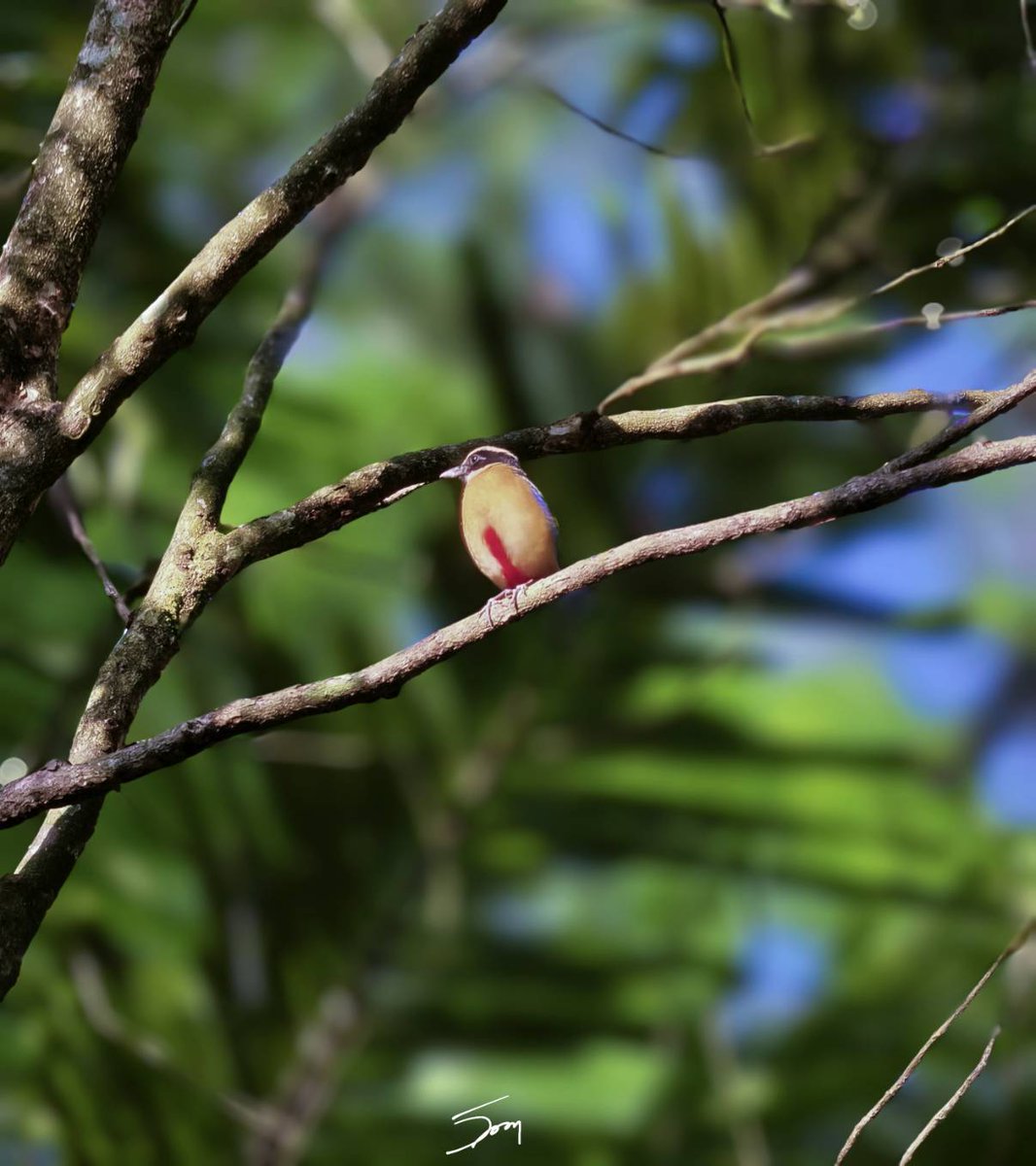 กรมอุทยานแห่งชาติ สัตว์ป่า และพันธุ์พืช tweet media