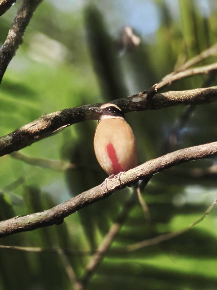 กรมอุทยานแห่งชาติ สัตว์ป่า และพันธุ์พืช tweet media