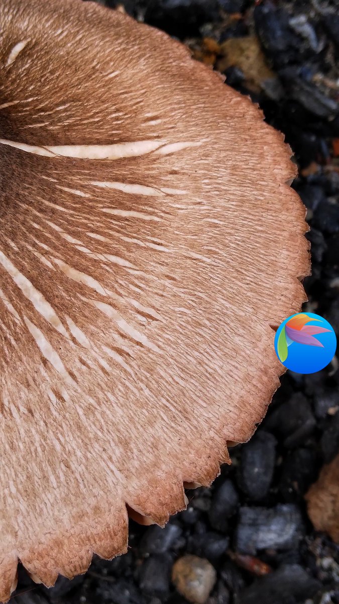Yanuar_Photo's tweet image. the mushroom cap is fibrous and has grooved flesh

#photo #photography  #photograph #photooftheday #photographylovers #PhotographyIsArt #nature #naturelove #NatureIsAmazing #naturescenery #naturelover #macro #MacroPhotography