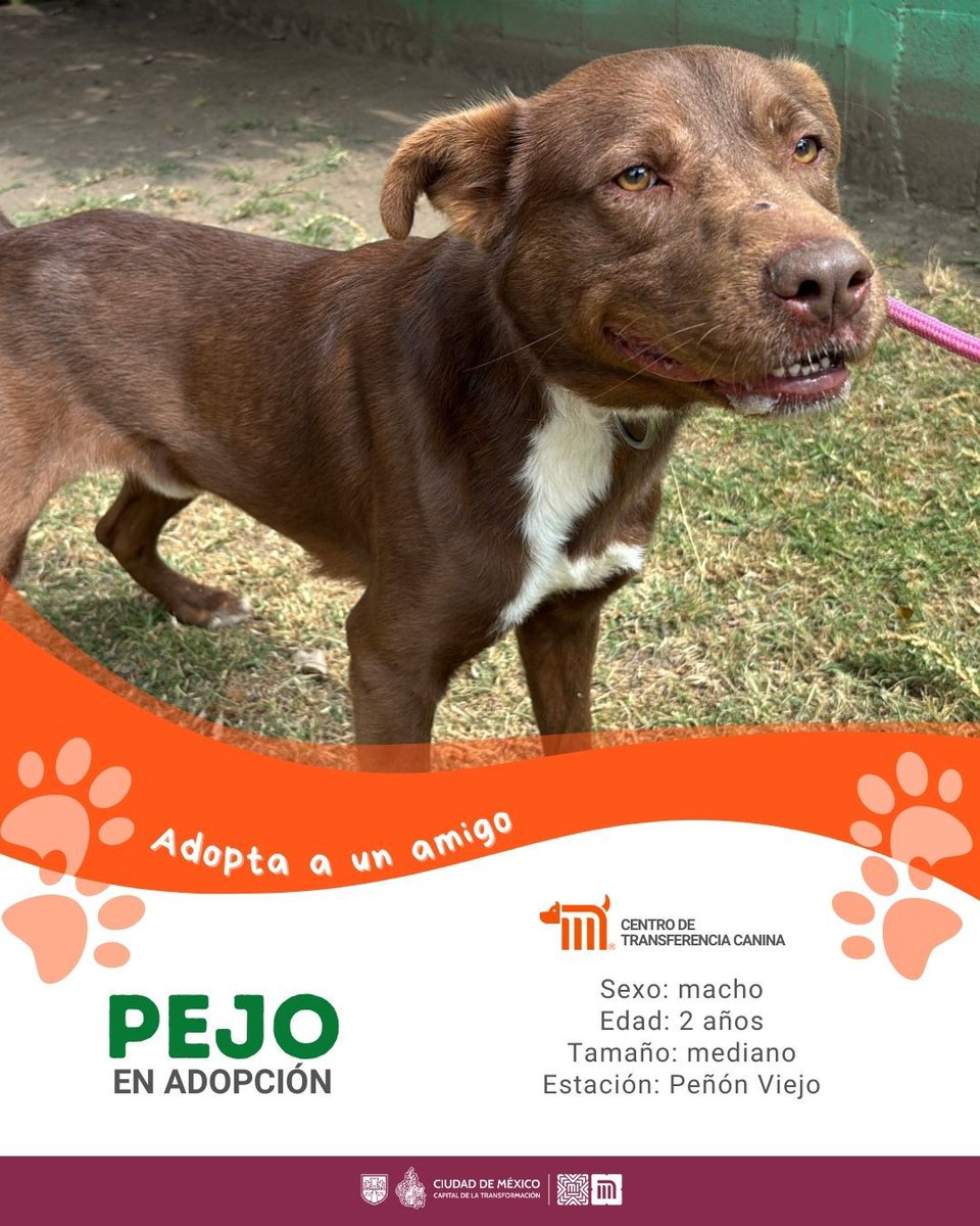 "Pejo" está en busca de una familia, si deseas darle la oportunidad de ser adoptado comunícate con el <a href="/ctcdelmetro/">CTC del Metro</a>, vía e-mail a: ctc@metro.cdmx.gob.mx  
Consulta requisitos de adopción en 👉🏼 bit.ly/41Z16Cd 🐾  #AdoptaNoCompres 🐶🏡