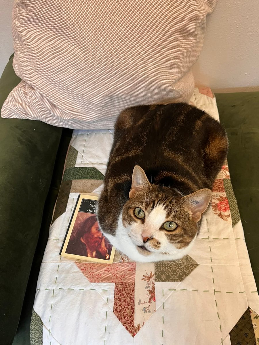 SAFEteamrescue's tweet image. Happy Friday from adoptable kitty, Mittens!  It is a purrfect day to curl up with a good book, Mittens loves her quiet and cozy days being close by and spending time together.  She is a delightful girl and she is going to be an excellent forever family member.  Mittens is 6 years
