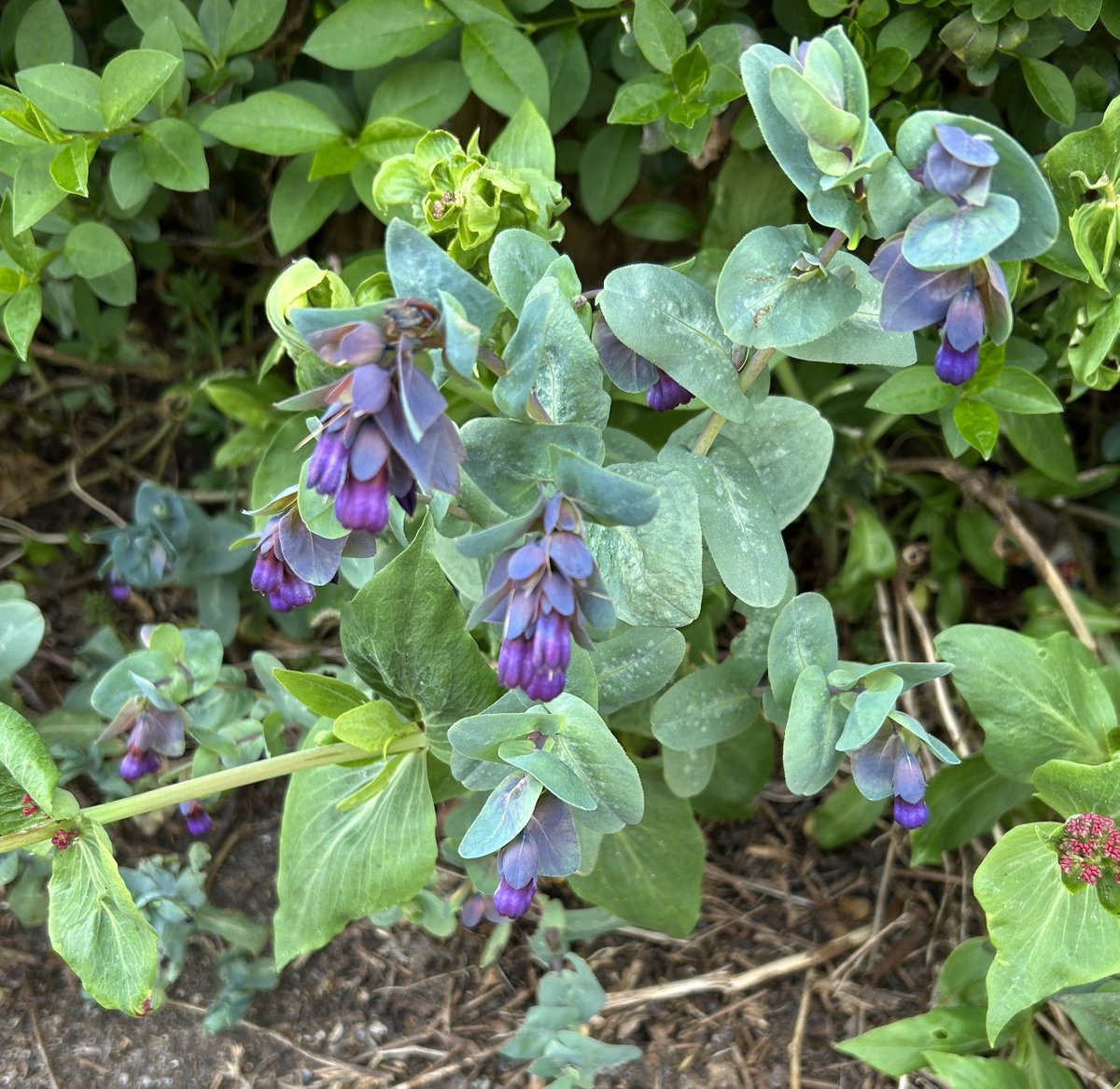 caron_allan's tweet image. I love these. The seeds were given to me over twenty years ago by a dear friend who is no longer with us. Now I'm proud to say our entire neighbourhood has these springing up everywhere. Sorry not sorry.

#springflowers #springtime #bloomscrolling #purpleflowers