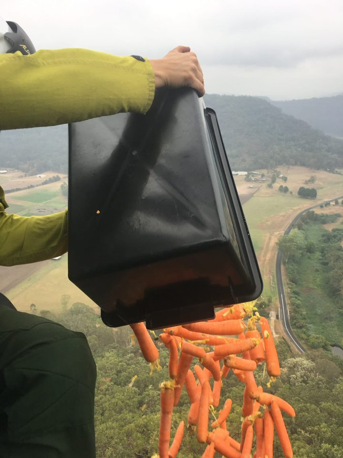 etginlik's tweet photo. Avustralya, orman yangınlarından sonra hayvanların aç kalmaması için helikopterle havuç atıyor. https://t.co/3TE1Fad8is
