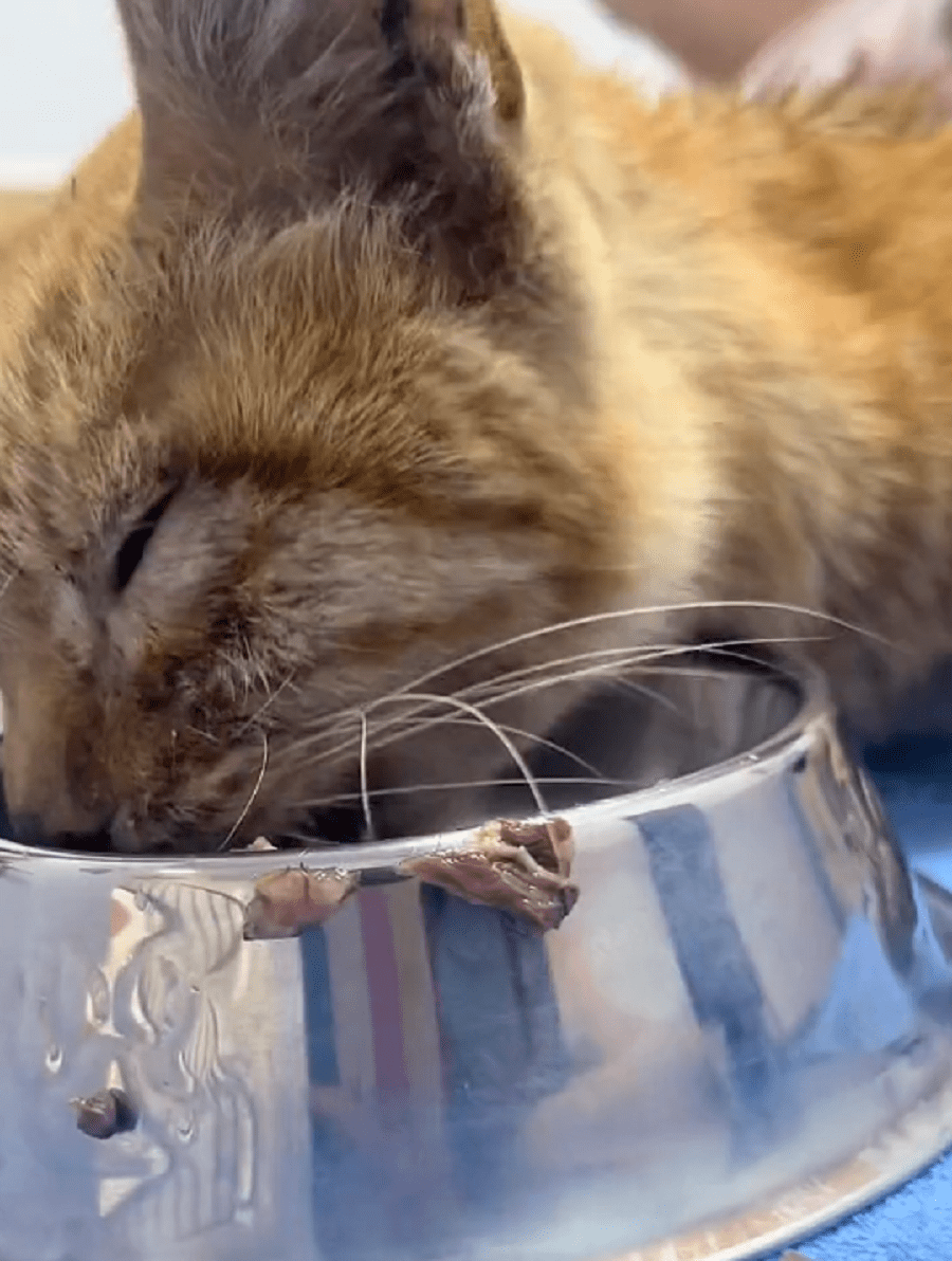 Vexon Modz tweet media