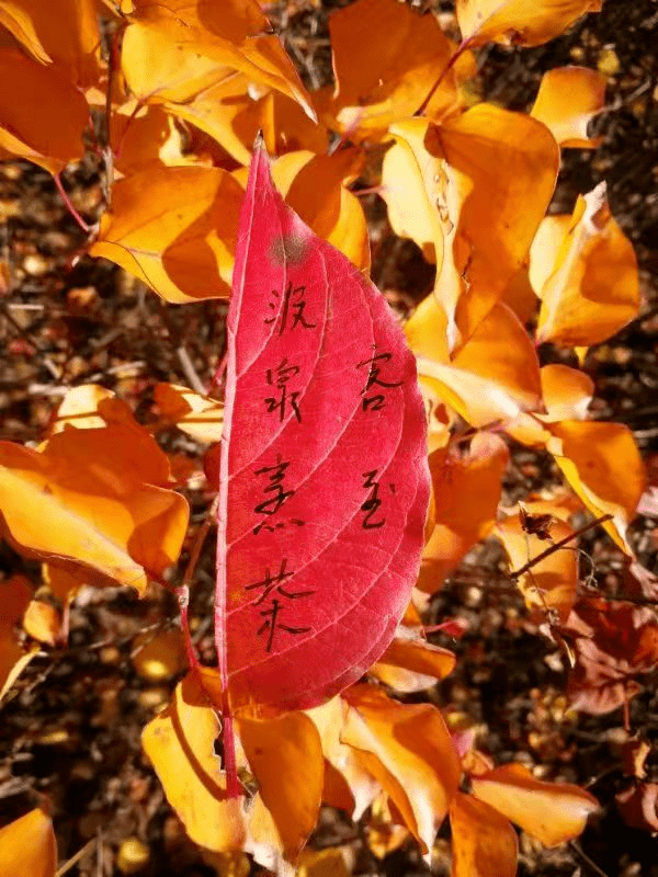 mary lovell tweet media