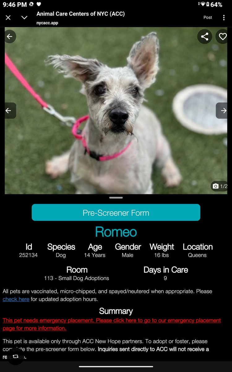 CharBolen's tweet photo. ROMEO ♥️ #252134  14yr old Boy ♥️ #Nycacc
I don't care about the reason what kind of person 
dumps a 14yr old dog into a kill shelter at this 
point of his life.. this is infuriating 💔
14yrs old KILL LISTED!!!! Where's compassion?
Please save him!
#RescueOnly
#Foster#Pledge 🆘⚠️ https://t.co/4eONbdNElP