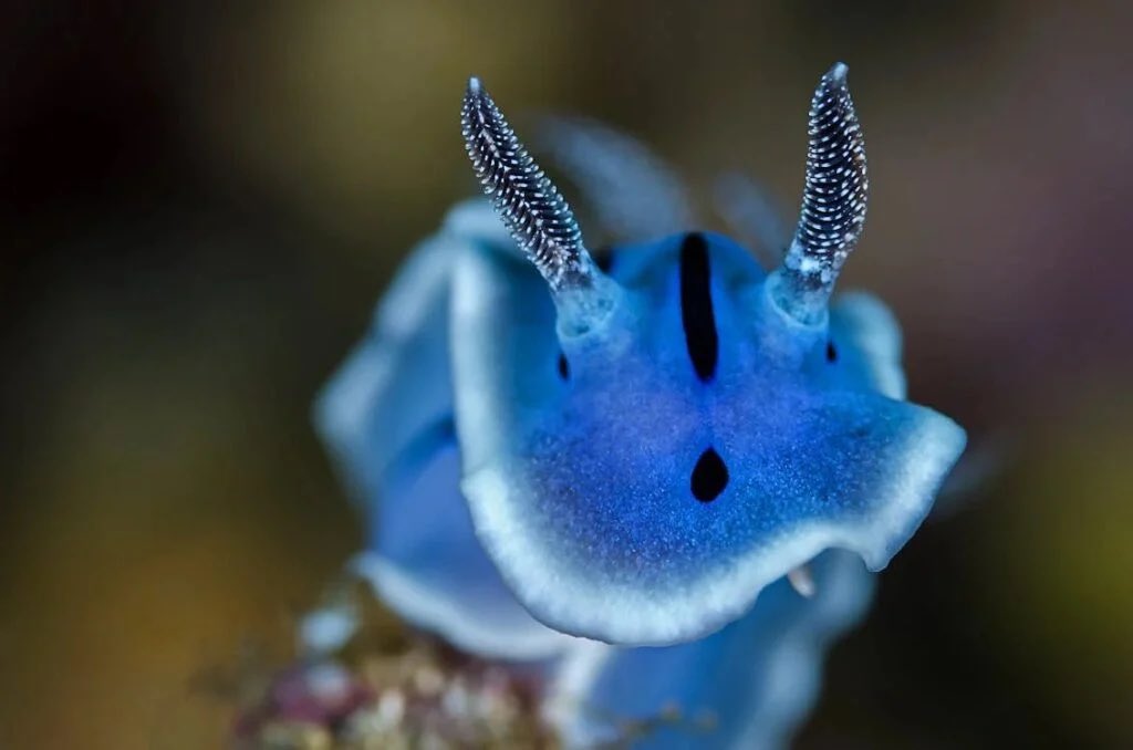 venture_main's tweet photo. @kreideblum the “horns” are likely just from the nudibranchs they take inspiration from. seelies are veeery similar to sea angels. i dont see any dragonic similarities at all with them https://t.co/kePTA6Jlkf