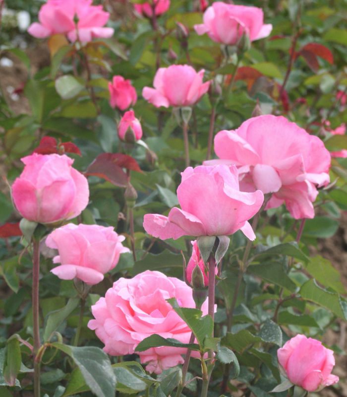 No matter how yesterday felt, today is a soft new beginning. Let go of what you can’t control and gently move forward. 
Happy Weekend 😘🩷🌸🦋🍀
No matter how yesterday felt, today is a soft new beginning. Let go of what you can’t control and gently move forward.