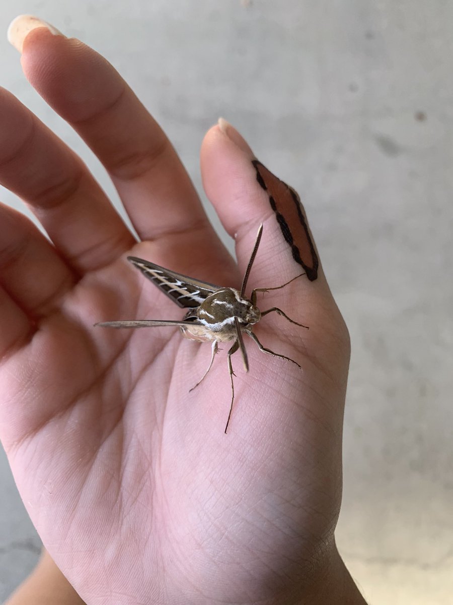 noah151115's tweet image. Bug #bug #moth #caterpillar #NatureIsBeautiful