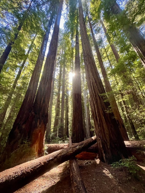 TheGanjier's tweet photo. From the forest to the field, we've always had an affinity for big trees.
🌲🌳HAPPY ARBOR DAY! 🌳🌲
~ From All of Us at Ganjier ~
Now get out there and plant some of your own!
https://t.co/SIFTbY3wEe #ArborDay #Ganjier #BigTrees #Humboldt https://t.co/LInWmHJQtx