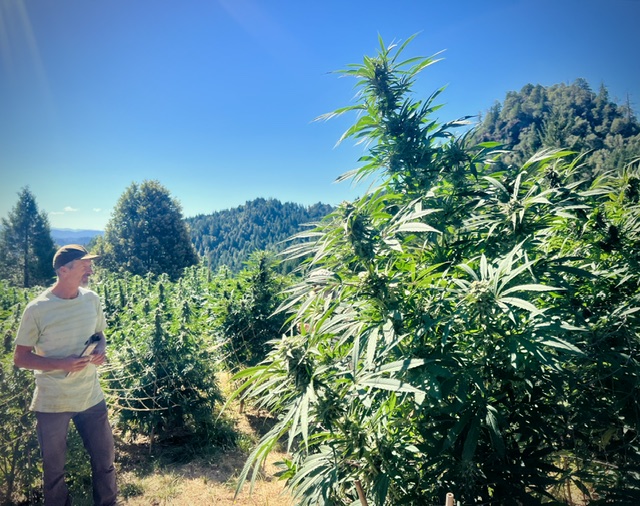 TheGanjier's tweet photo. From the forest to the field, we've always had an affinity for big trees.
🌲🌳HAPPY ARBOR DAY! 🌳🌲
~ From All of Us at Ganjier ~
Now get out there and plant some of your own!
https://t.co/SIFTbY3wEe #ArborDay #Ganjier #BigTrees #Humboldt https://t.co/LInWmHJQtx