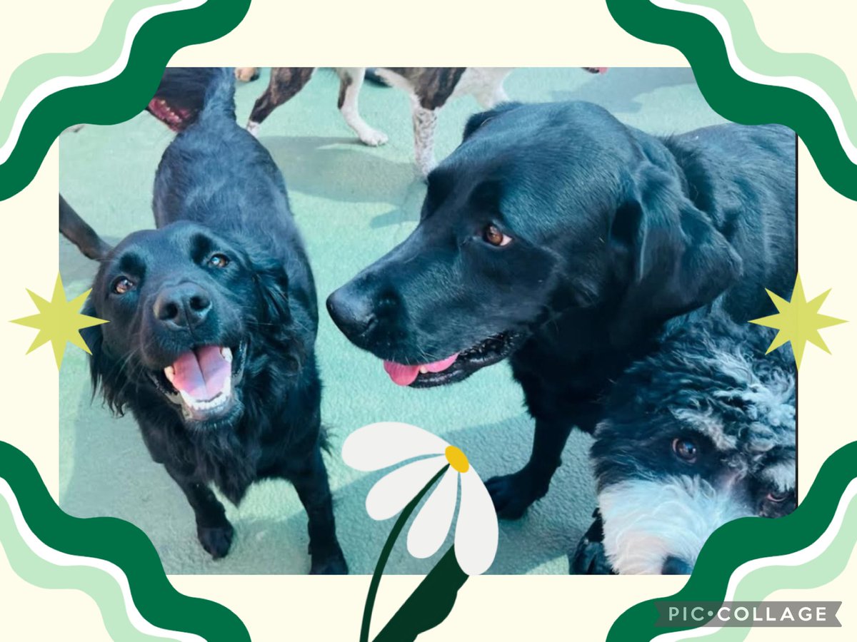 kninesocialclub's tweet image. FriYAY at daycare = nonstop play, happy faces, and tired pups later 🐶#CanineSocialClub #Dogs #ChicagoDogs #DogDaycare