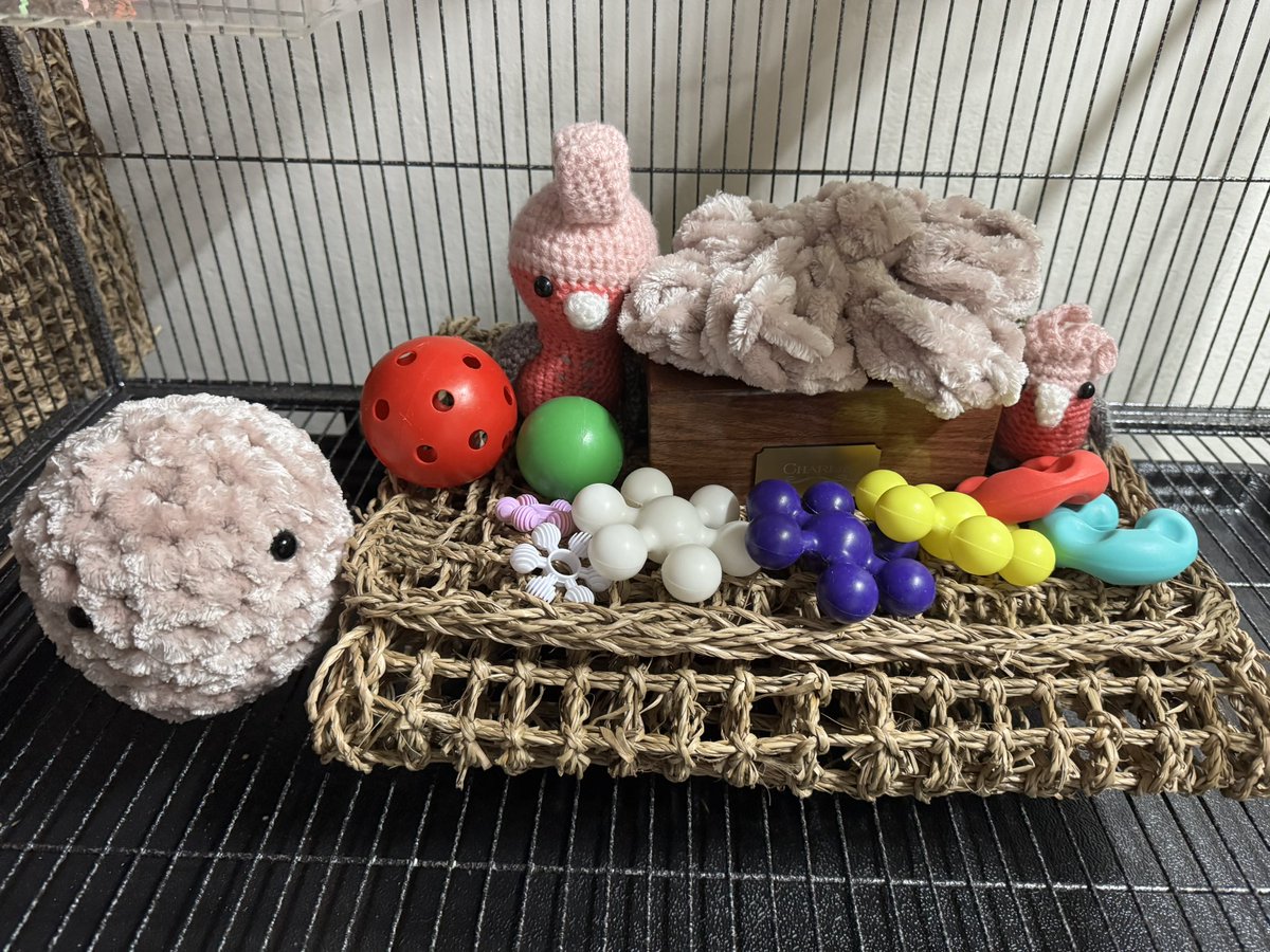 Azusa Kawamura🇯🇵✈︎🇦🇺 英語学習11年目/シドニー5年目🕊 tweet media