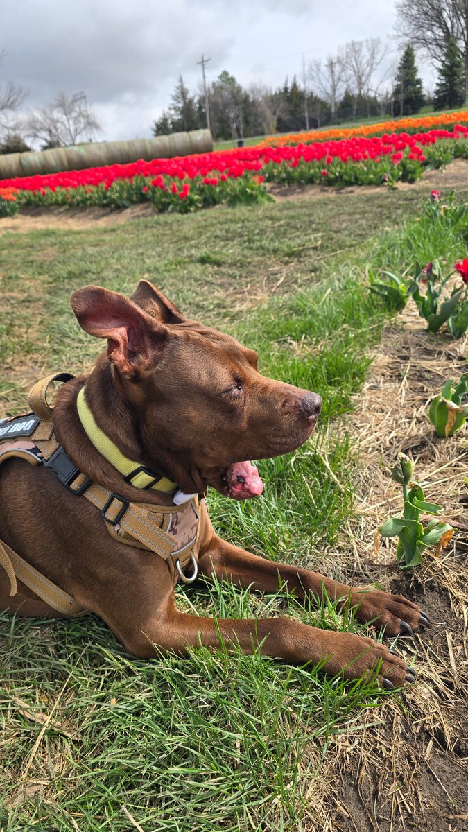 TJWarriorDad's tweet image. wix.to/q5msTKm

Mac checked out early 😄

Roses are red,
Tulips are too,
Mac’s at the festival…
and already through.

😂

#NationalPoetryMonth #Poetry #DogLife #WarriorDad