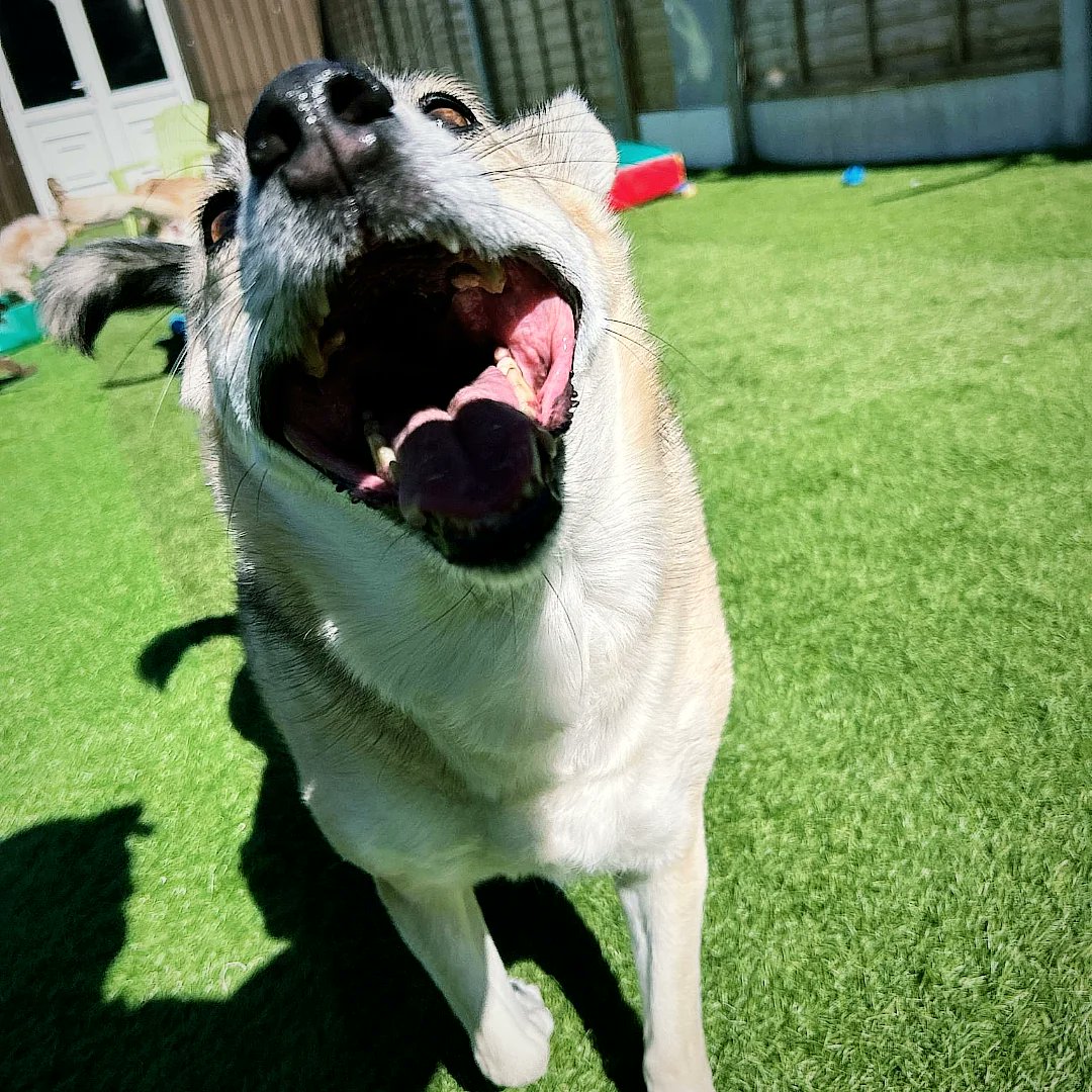 Lanclassmand's tweet photo. This one loves Doggie Daycare, like a different dog when been. So happy. Wonderful enrichment for her https://t.co/3LmpRfXmGP