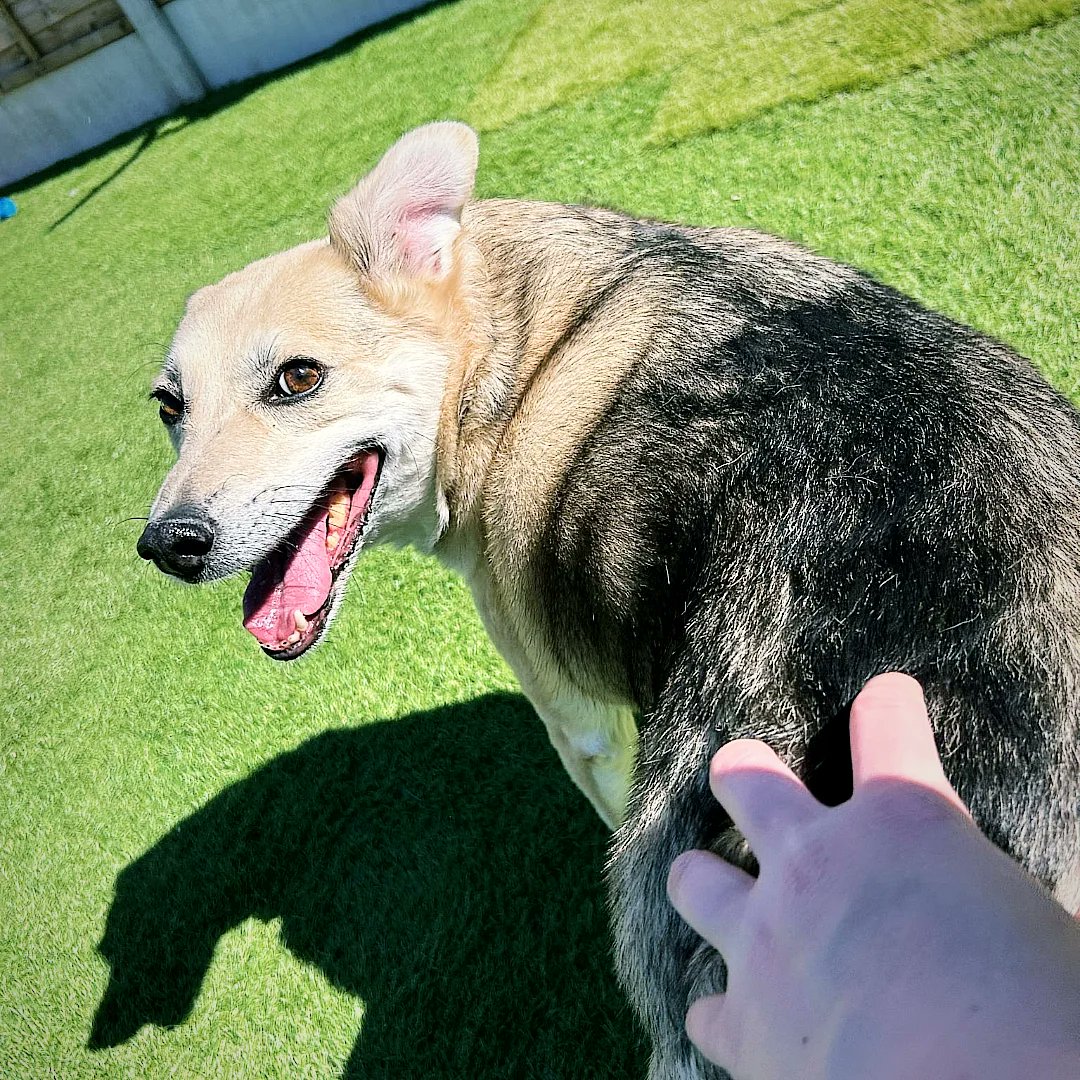 Lanclassmand's tweet photo. This one loves Doggie Daycare, like a different dog when been. So happy. Wonderful enrichment for her https://t.co/3LmpRfXmGP