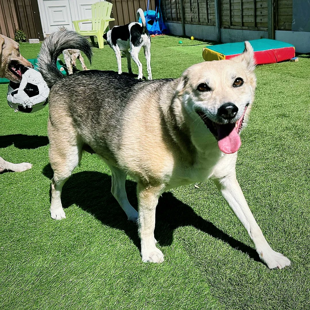 Lanclassmand's tweet photo. This one loves Doggie Daycare, like a different dog when been. So happy. Wonderful enrichment for her https://t.co/3LmpRfXmGP