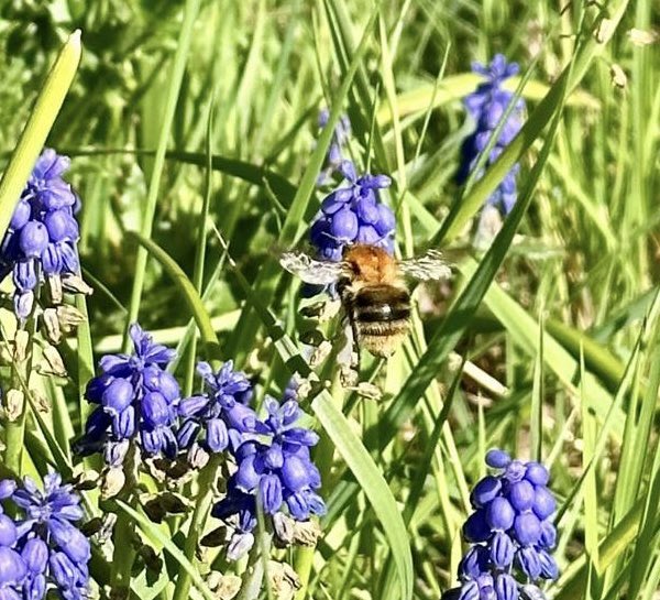 GoddessEvea's tweet photo. Something about me: 

I love taking pictures of flowers. I find them so beautiful. Let’s all show we’re human once in a while!

Taken by Moi 💕 https://t.co/VM0lOdQSPe