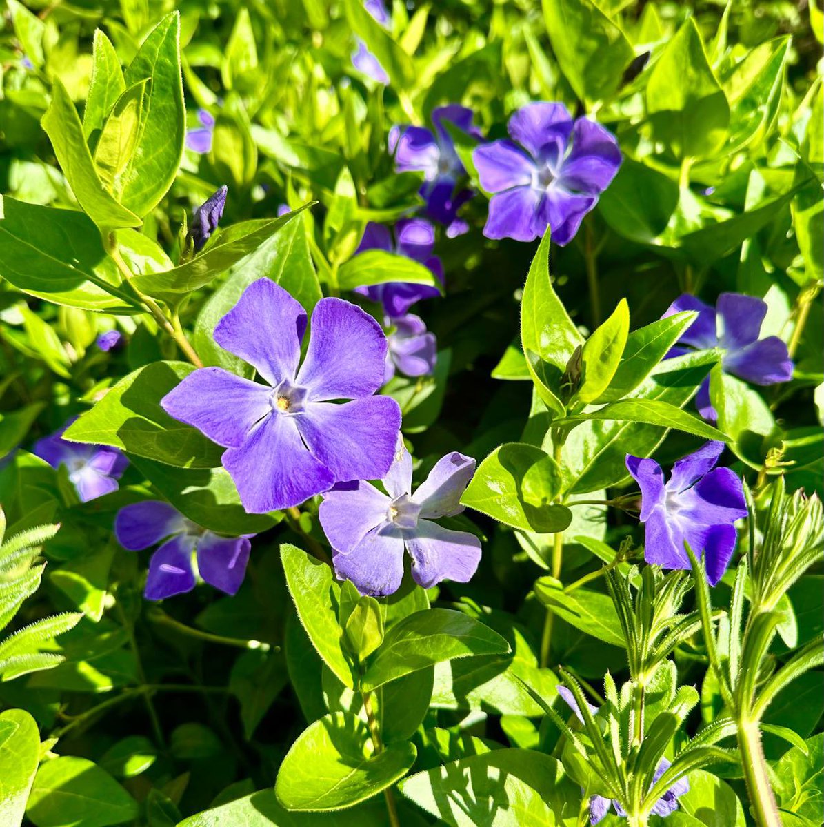 GoddessEvea's tweet photo. Something about me: 

I love taking pictures of flowers. I find them so beautiful. Let’s all show we’re human once in a while!

Taken by Moi 💕 https://t.co/VM0lOdQSPe